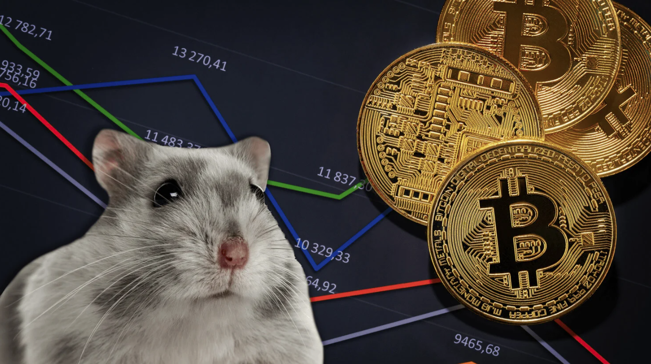 рассматриваем, можно ли продать Hamster Coin